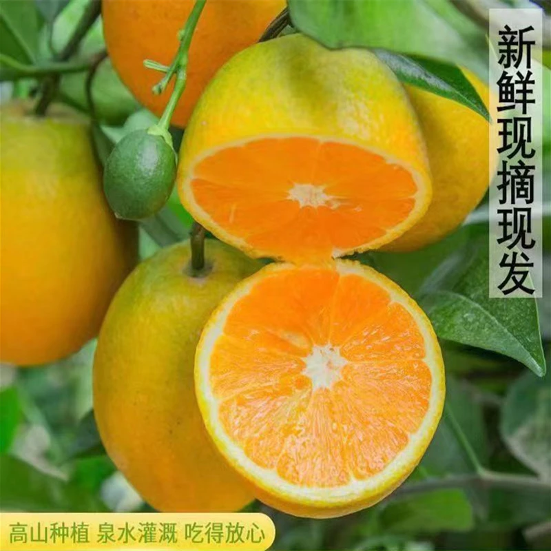 顺丰礼盒鲜橙9-10斤优选农家脐橙非秭归夏橙现摘现发酸甜手剥橙子