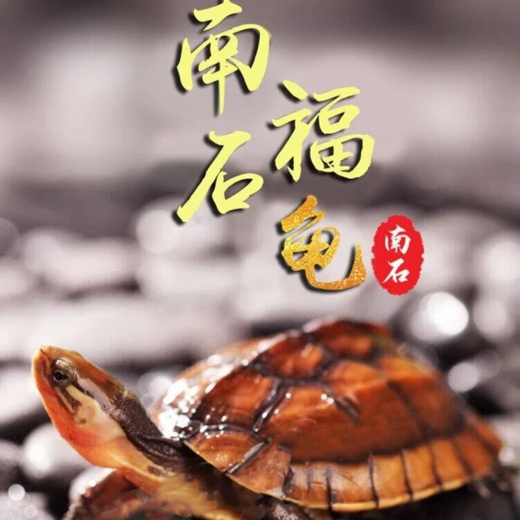 直播选龟观赏水族宠物南石龟金钱龟活体乌龟