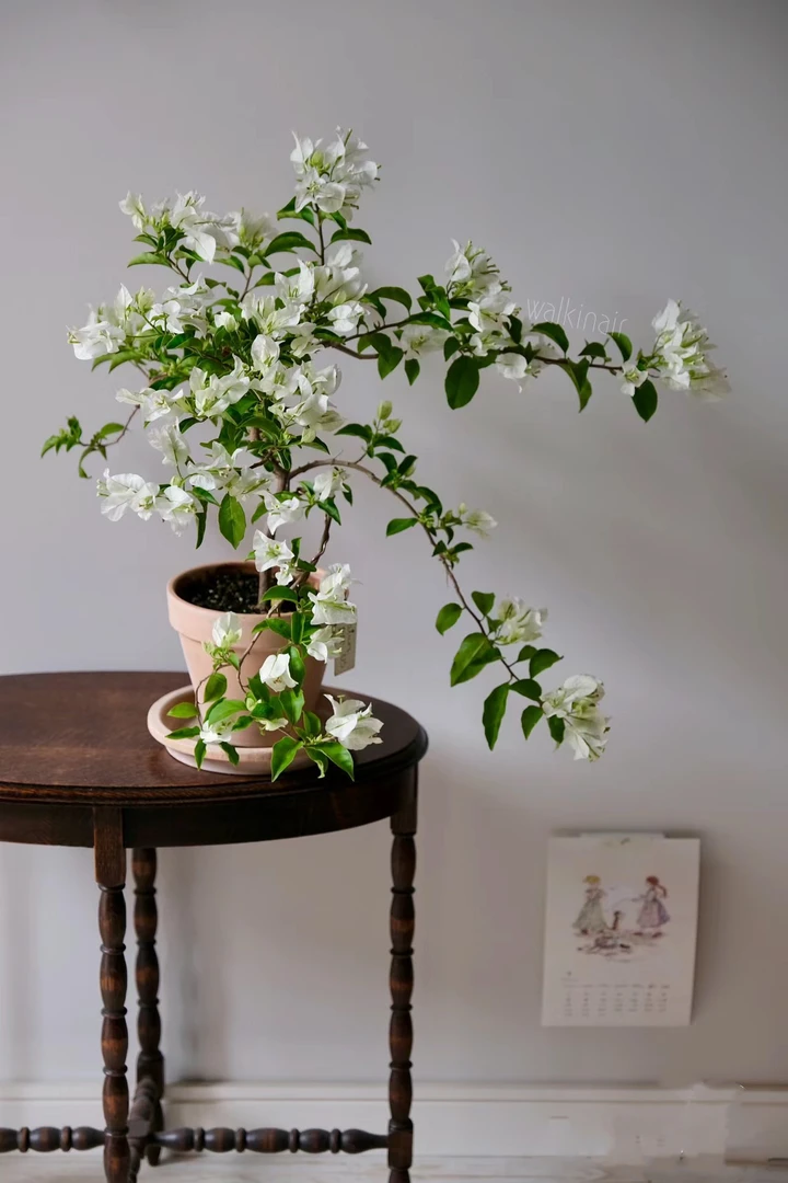 (白雪公主)三角梅四季开花品种爬藤绿植勤花(5度以下请拍保温)