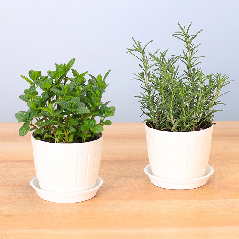 迷迭香盆栽可食用煎牛排薄荷香草植物调酒百里香料理驱蚊清香自然