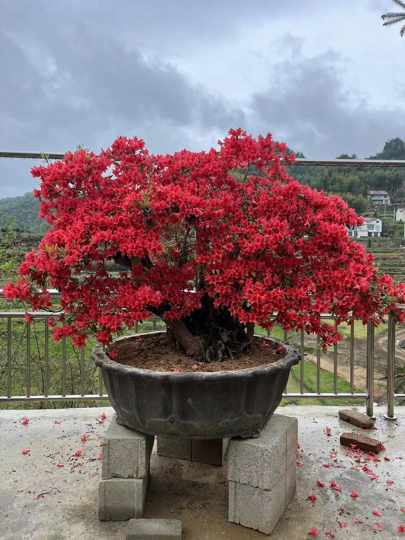 大别山映山红花卉