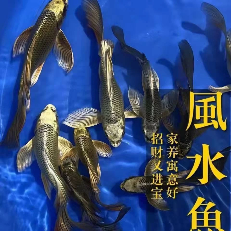 直播间现拍短身熊猫鱼观赏