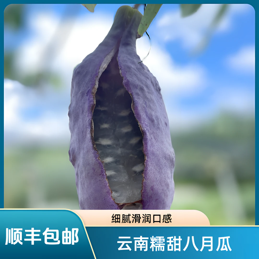 （顺丰包邮）云南糯甜多籽八月瓜八月炸，8成熟，多汁清甜无酸1/3/5斤