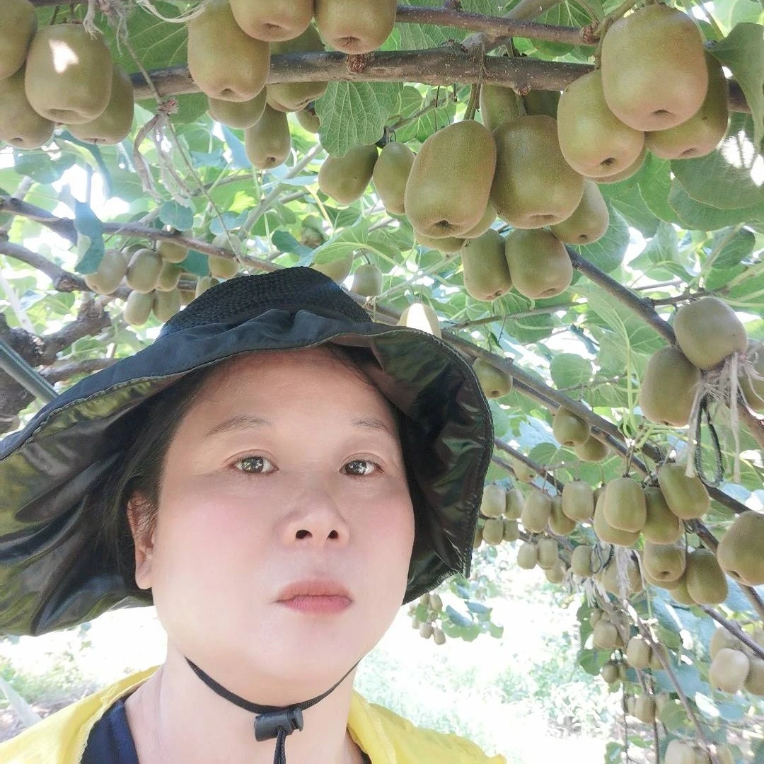 绿鲜基地现摘红心猕猴桃当季水果猕猴桃5-5.5斤基地直发包邮