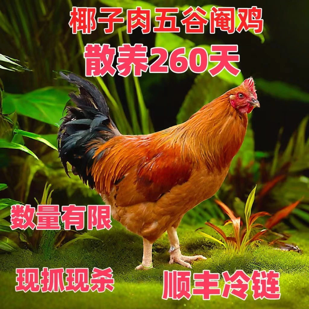 【养足260天】海南椰子五谷阉鸡，净重3.8斤以上