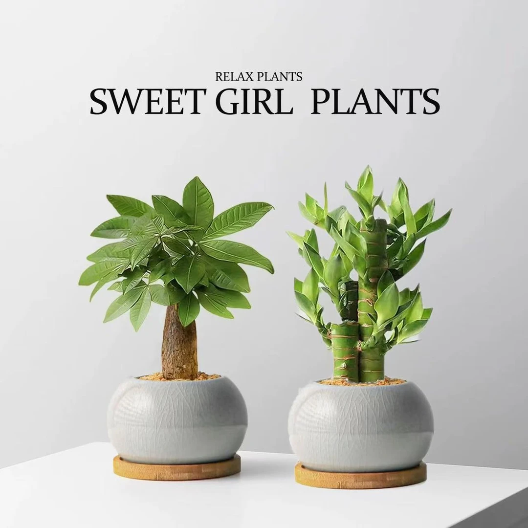 发财树绿色净化空气绿植盆栽