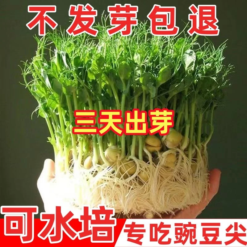 【今年新种】豌豆苗种子特大豆尖水培荷兰豆芽碗豆尖芽菜种子