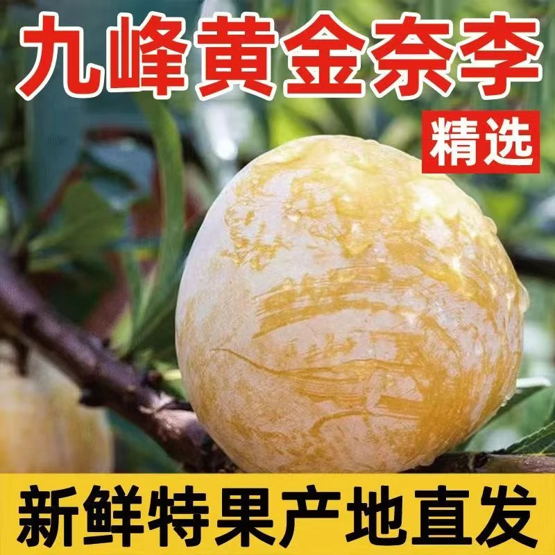 【10斤】乐昌九峰山正宗黄金柰李自家果园现摘李子季节水果顺丰包赔