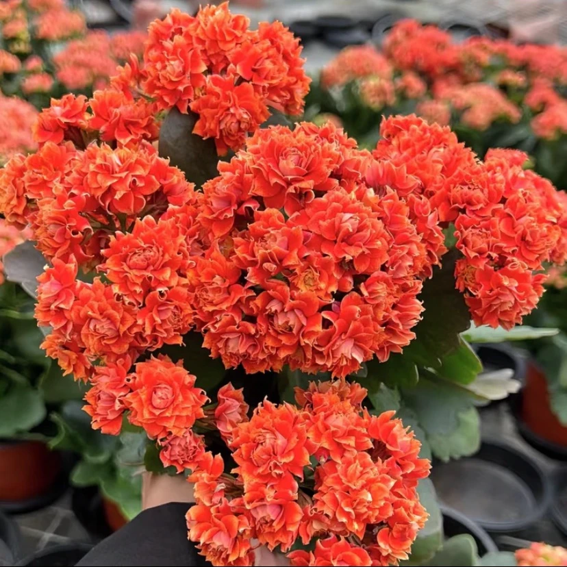 长寿花【光辉岁月】110重瓣花