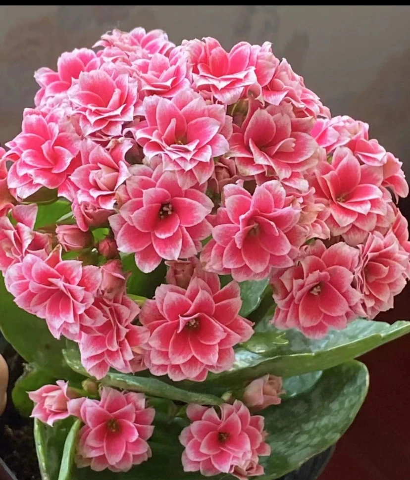 长寿花【圣诞之夜】精美盆栽