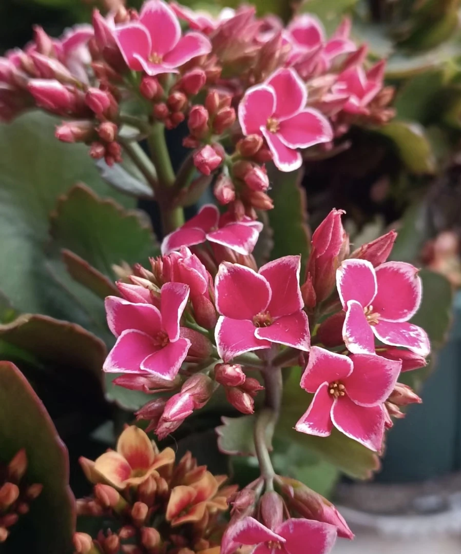 昊景长寿【粉岩丁】130 精美盆栽