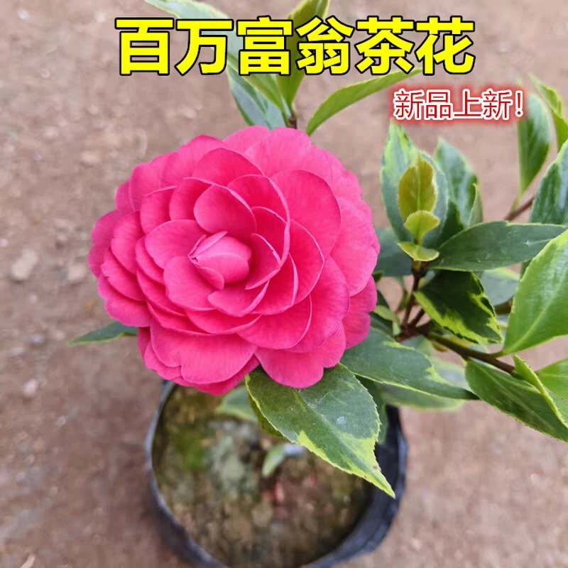 稀有名贵品种金边赤丹彩叶茶花
