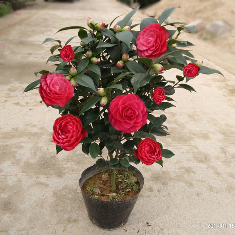 福建茶花（6年苗）六角大红红赤丹（无花苞发货）年宵花卉四季常青