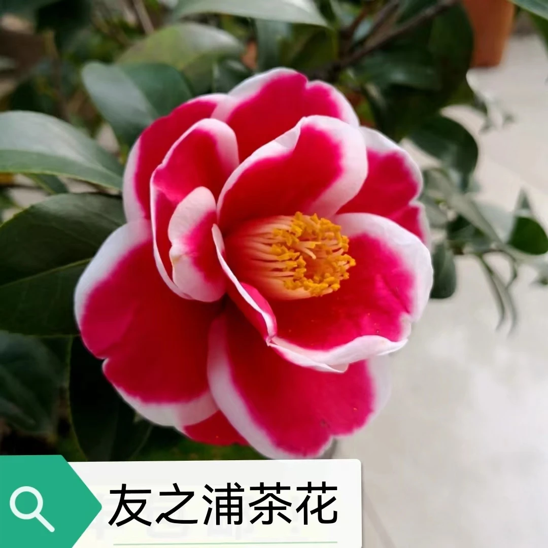 福建茶花稀有品种友之浦茶花当年可以开花