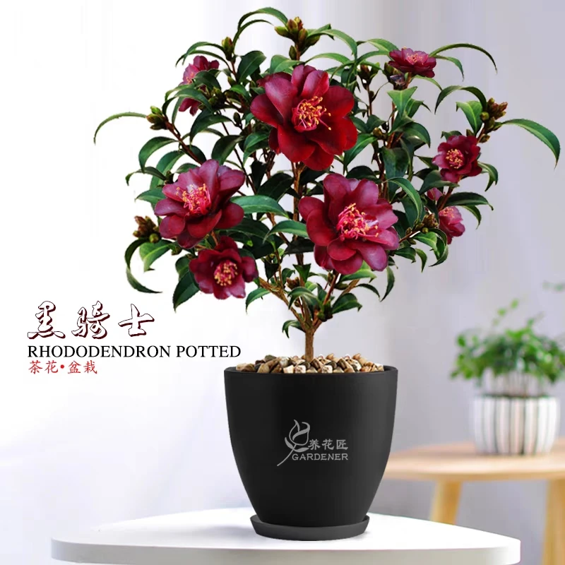 黑骑士嫁接茶花盆栽名贵稀有品种紫黑红色花卉盆景带花苞易养