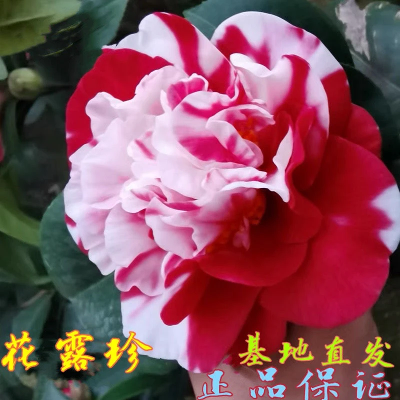 （10年大苗）花露珍茶花花蝴蝶花绣球四季常青开花复色当年可开花