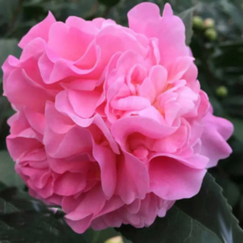 《香妃茶花》浓香花卉大花可阳台可地栽福建基地直发无花苞