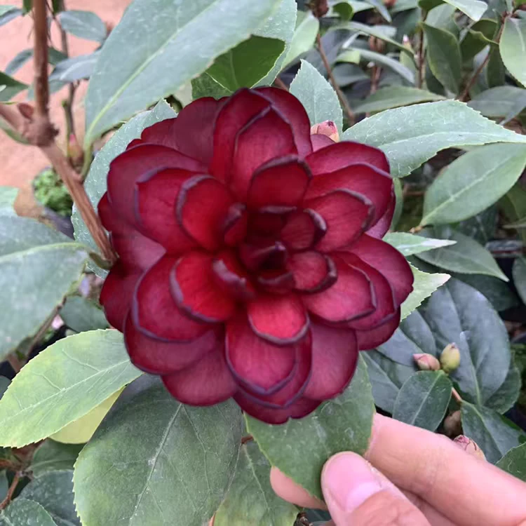 福利墨川茶花高级品种绿植盆栽花卉产地直销无花苞当年可开花