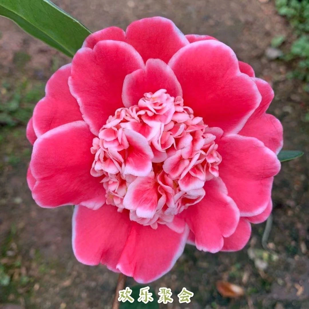 四季茶花欢乐聚会脱桂复色茶花四季开花