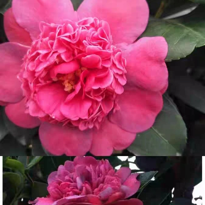 四季茶怀金拖子重瓣大花开花不断