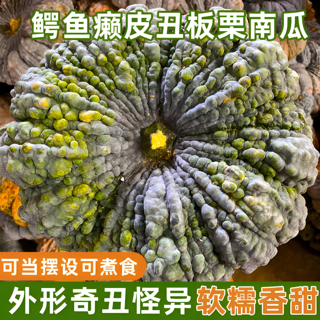 南瓜 鳄鱼癞皮南瓜 板栗香味传统老南瓜 丑磨盘南瓜 农家新鲜蔬菜