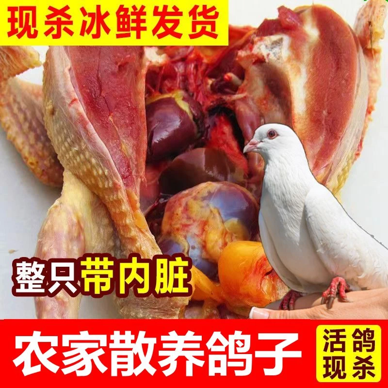 散养鸽子3-4年老鸽煲汤炖品烤乳鸽鸽子种苗新鲜现杀  顺丰包邮