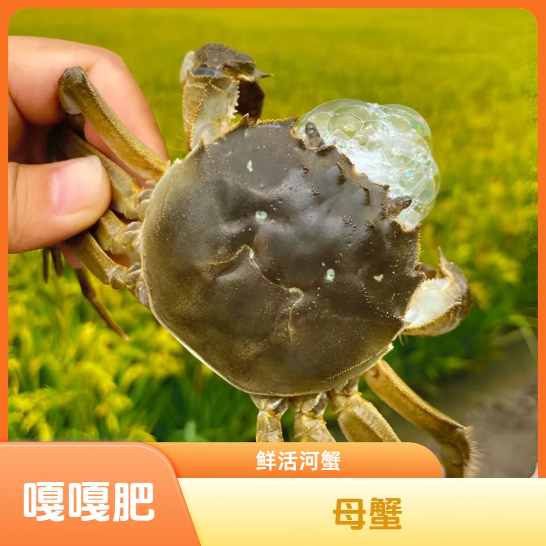 嘎嘎肥母河蟹（天冷掉脚介意勿拍）单只1.8-2.1/两