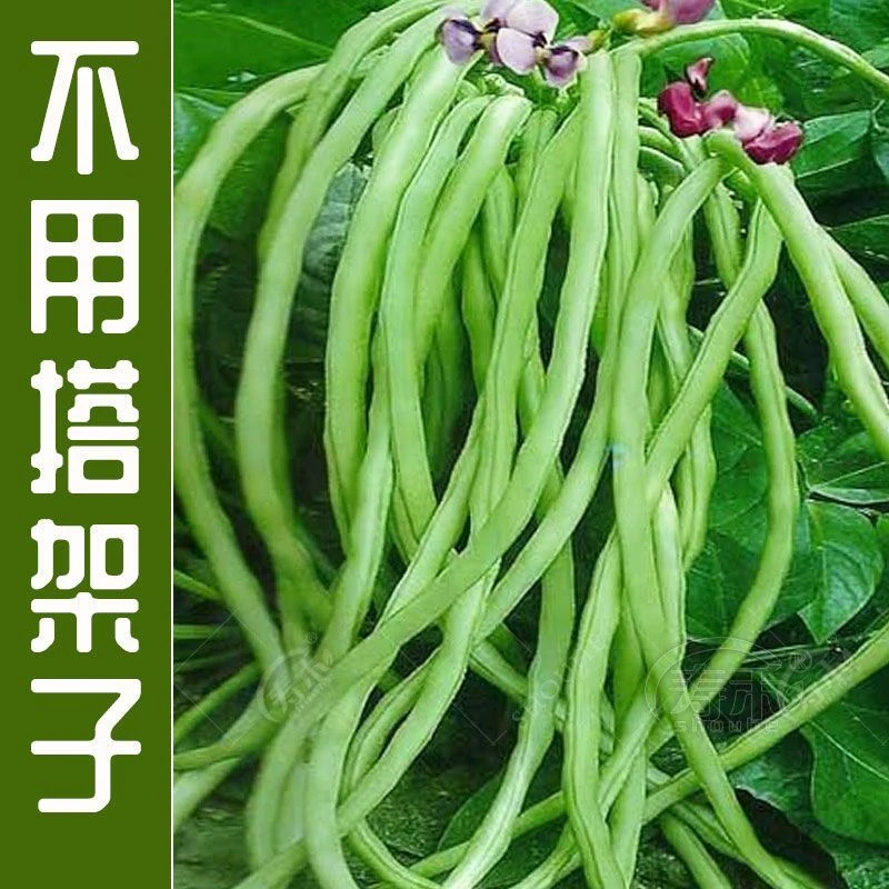 美国无架豆角种子高产盆栽庭院早熟无架豆角矮生不用搭架蔬菜种子