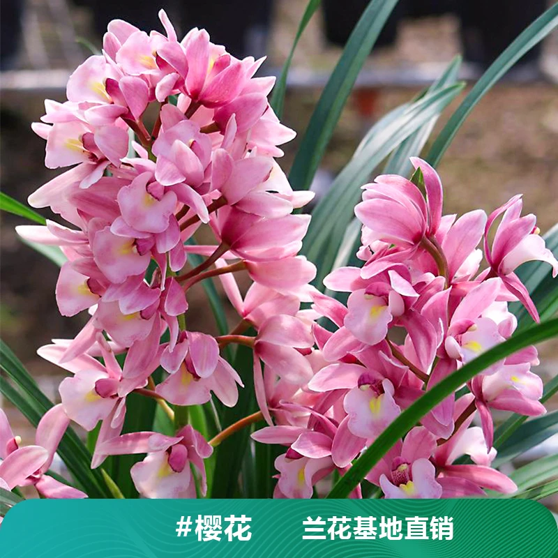 蕙兰浪漫樱花国兰名品国风艺术桌面盆景好养易活盆栽开花烂漫粉红