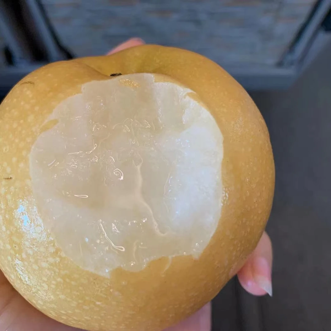 龙泉一号老树丰水梨