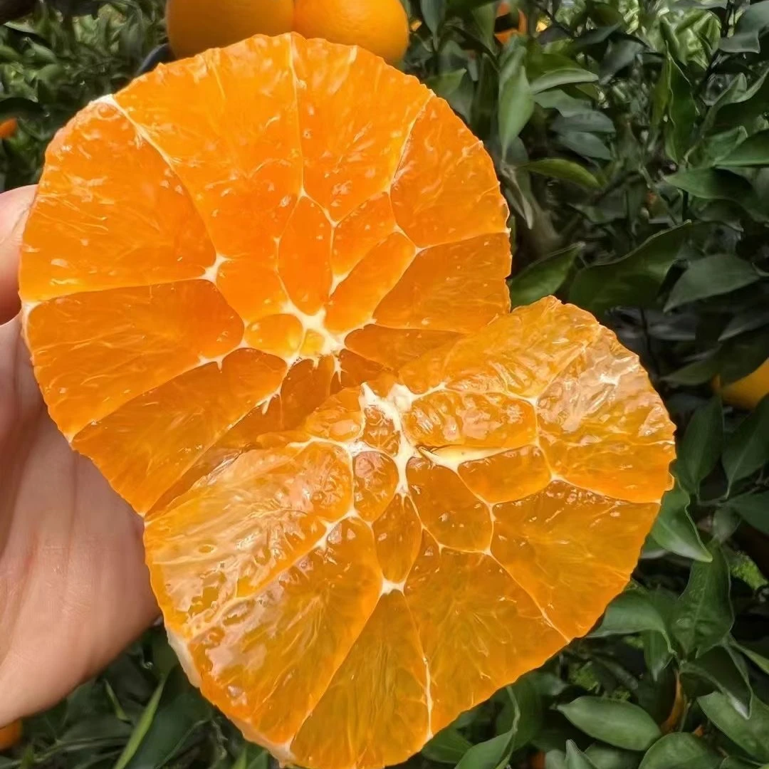 秭归九月红橙现摘现发