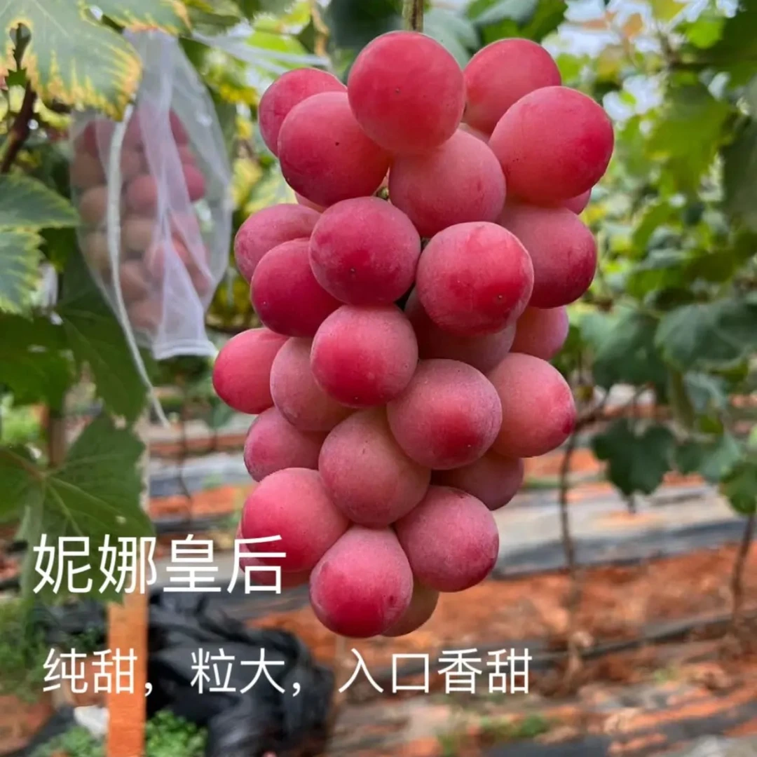 五年粗壮爬藤王盆栽地栽（南北方均可种）