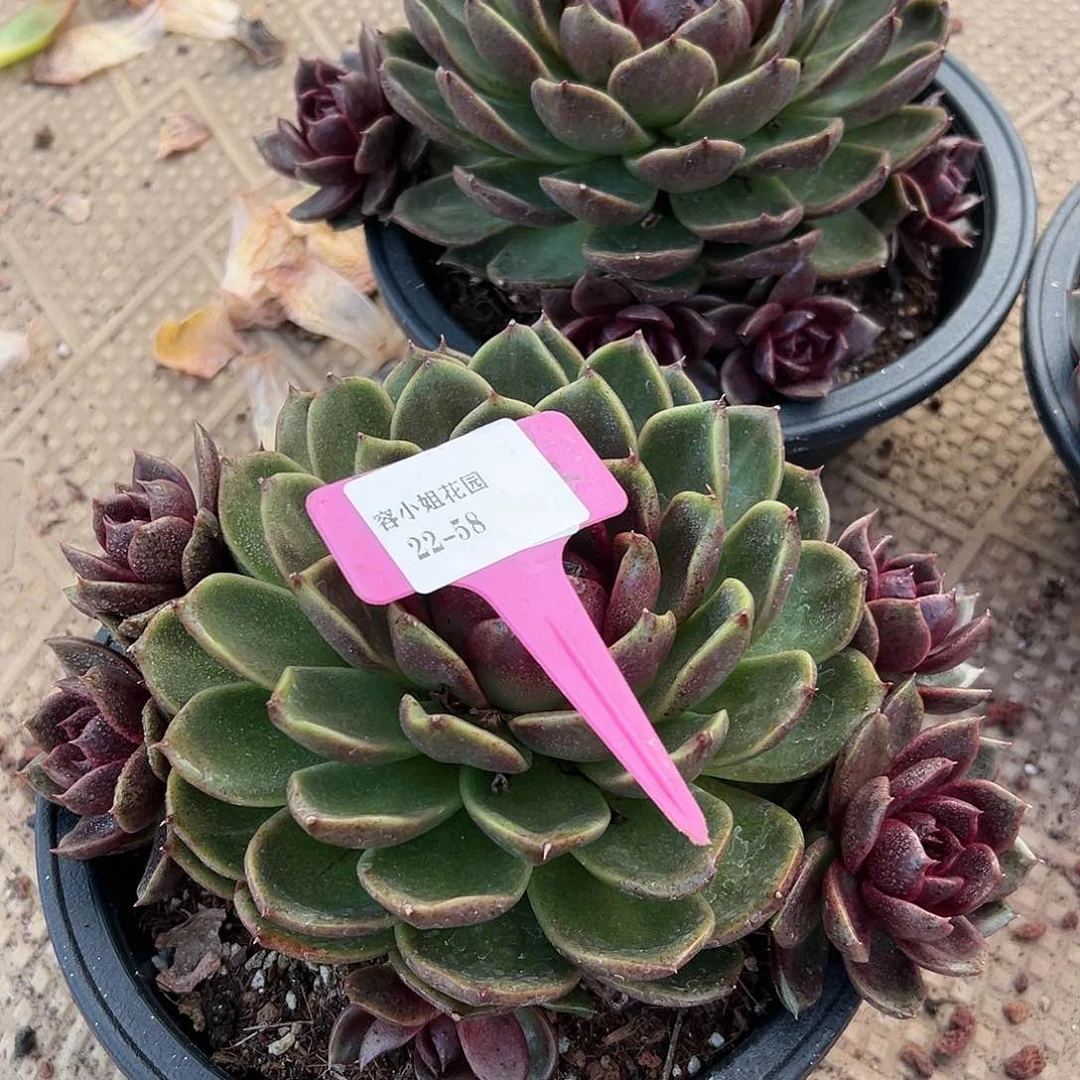 栀****?22.58水晶球带盆多肉