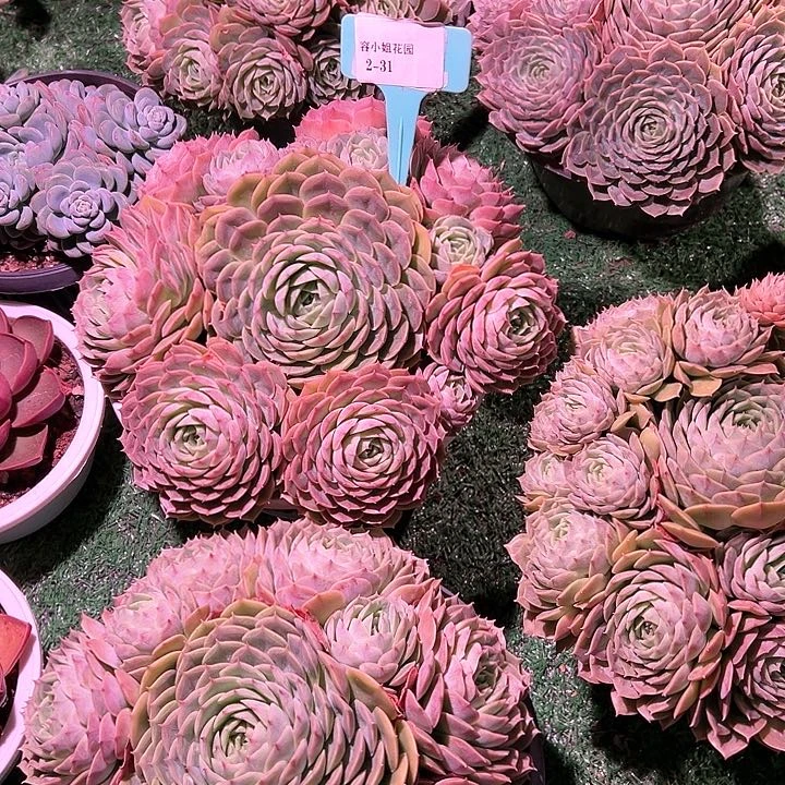 2.31安丝诺一个脱土