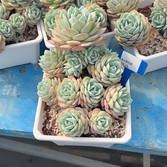 ?***?19.18恋曲带盆一个多肉