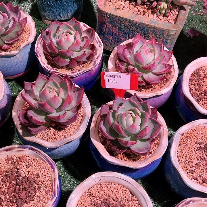 1025惊鸿一个托土