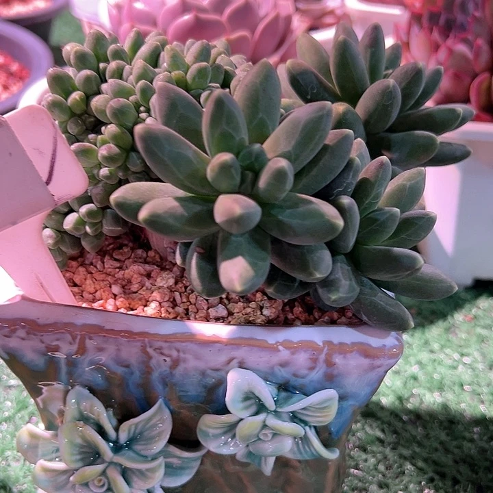 仙**-22.39千带醉一个多肉带盆