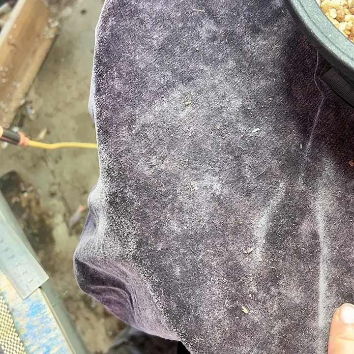 自家土1包多肉植物