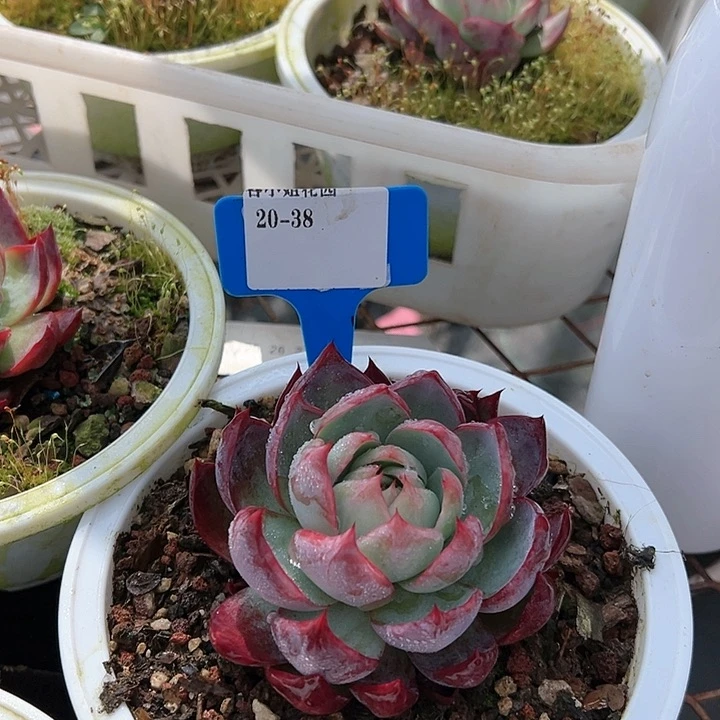 20.38惊鸿一个脱土