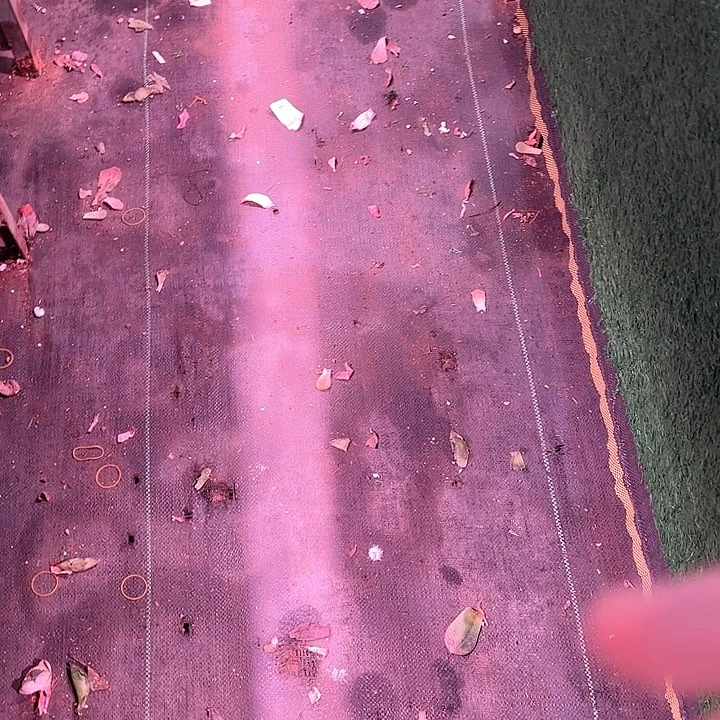 自家土2包多肉植物