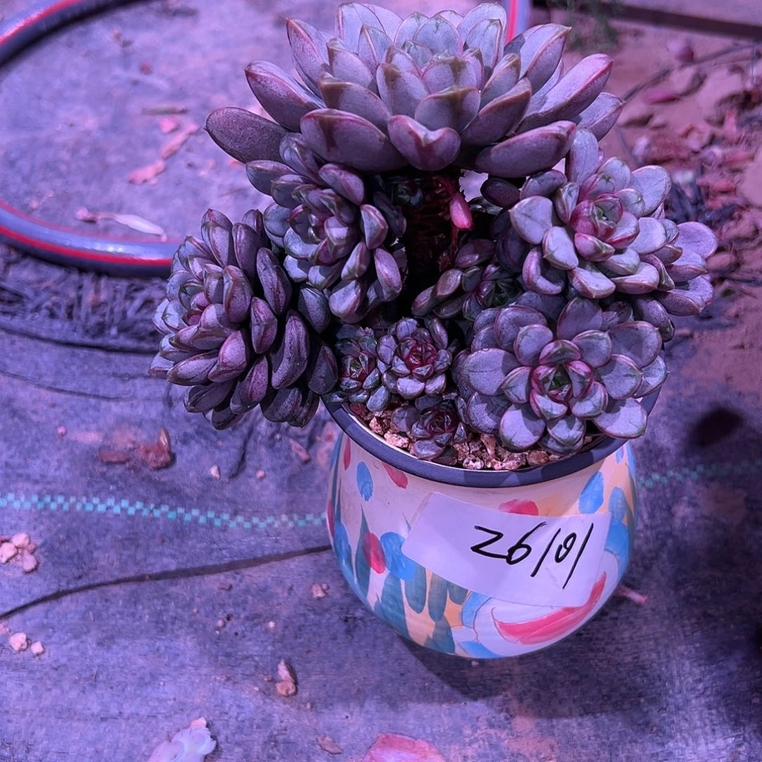 26101葡萄带盆一个