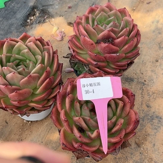 30.4红提爱零达一个多肉
