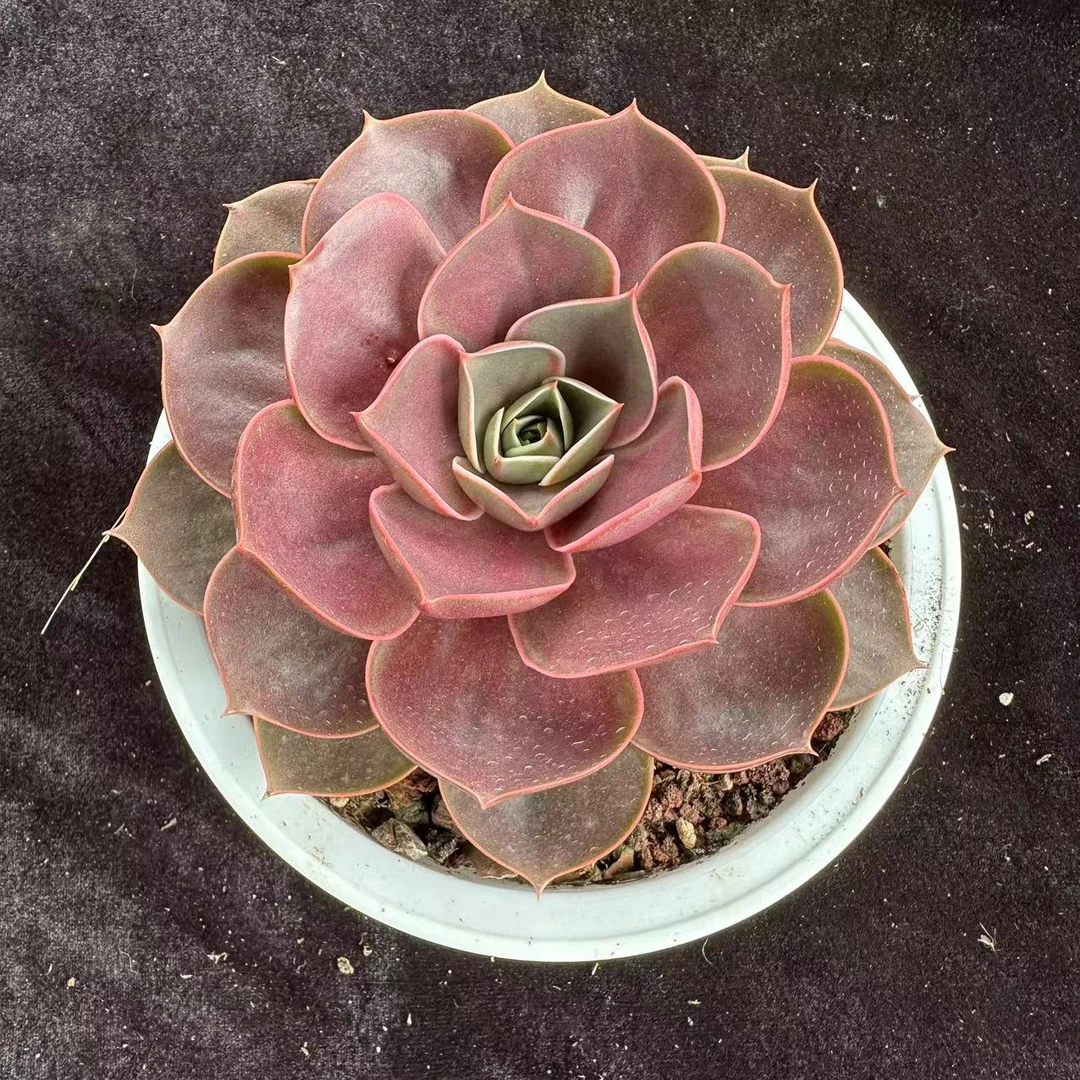 原盆口14cm左右单头红灯随机一颗脱土包邮 发货以直播间实物为准！