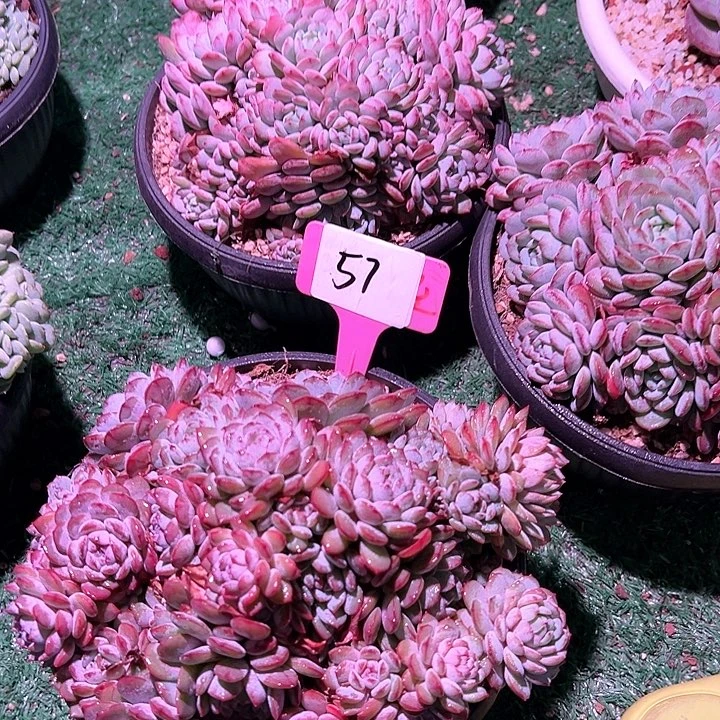 57鲁宾一个脱土多肉