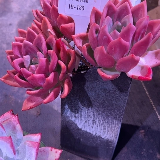 微**?19.135香冰带盆一多肉