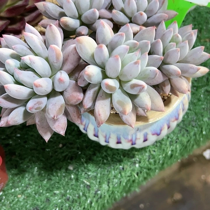 D****?3.3所罗门带盆一个