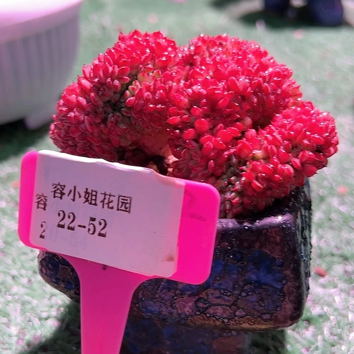 兰***少22.52粉姬莲带盆一个