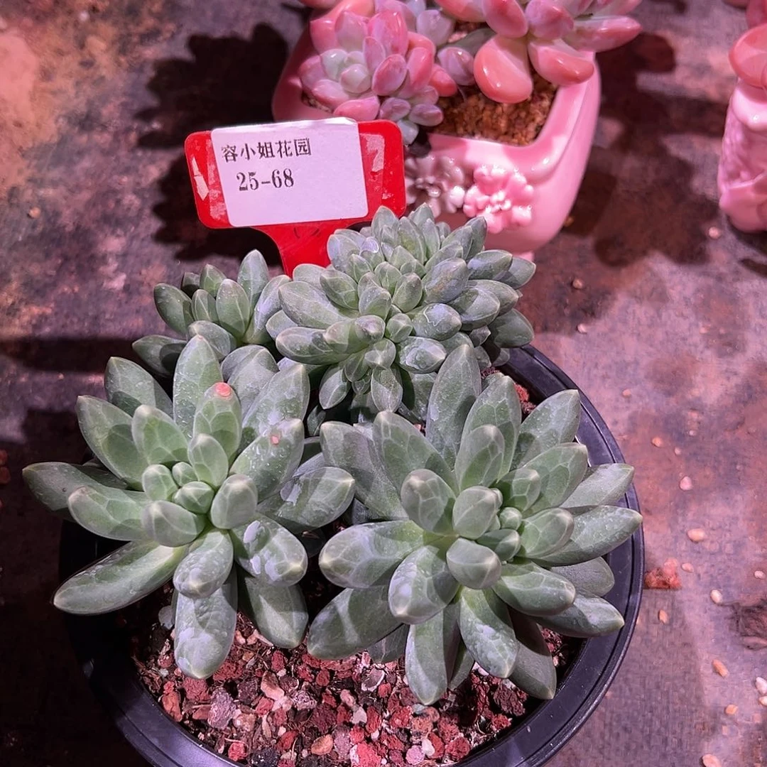25.68千带醉带盆一个多肉