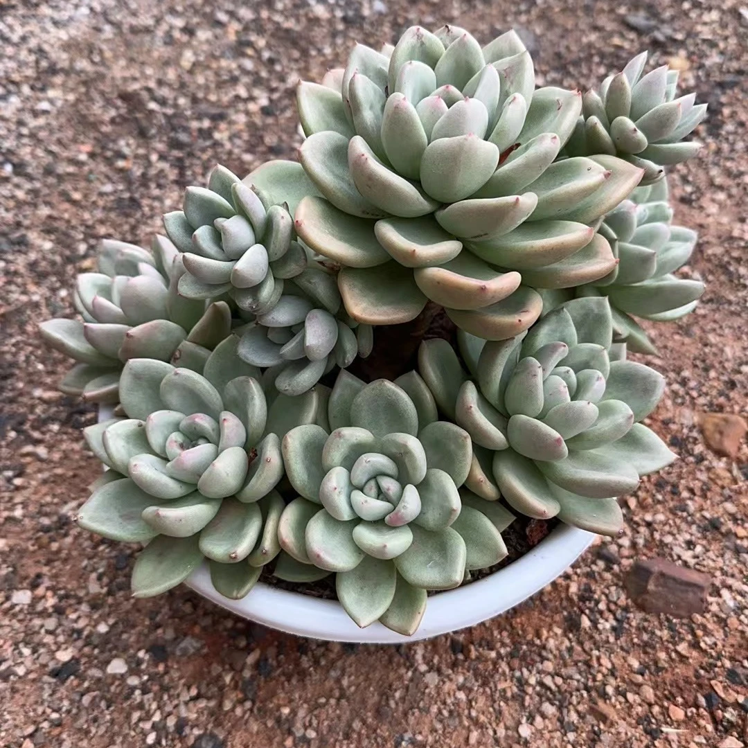 20cm 左右奶油鳄梨无砍多肉植物盆栽花卉群生发货以直播间为准