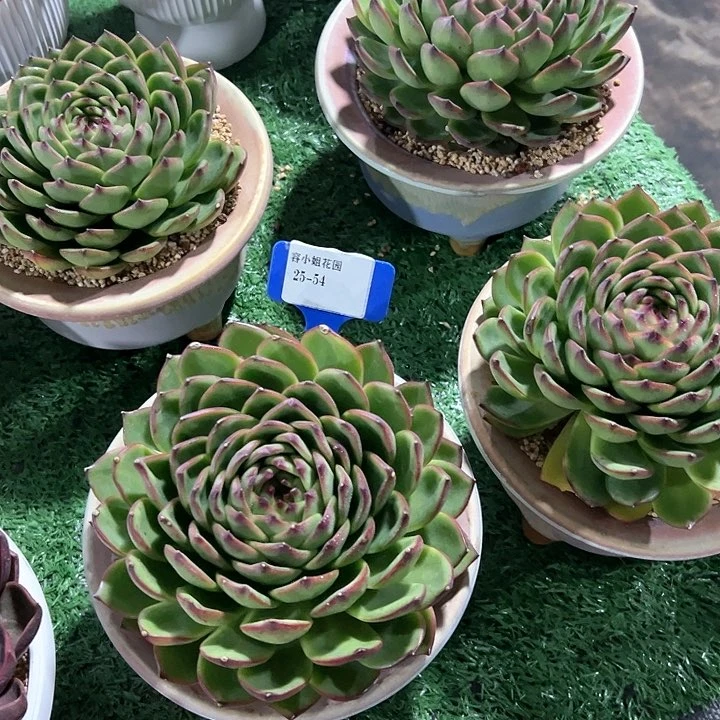 25.54月亮一个脱土